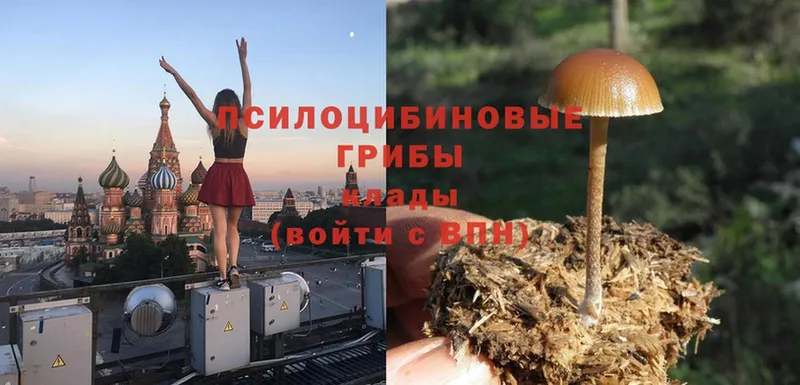 Псилоцибиновые грибы MAGIC MUSHROOMS  где купить наркоту  Ковров 